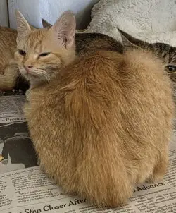 Caramel Corn - Domestic Short Hair