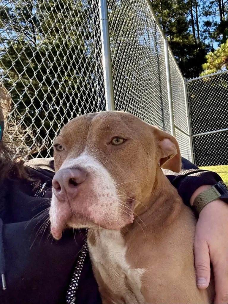 Da  Scar - Pit Bull Terrier