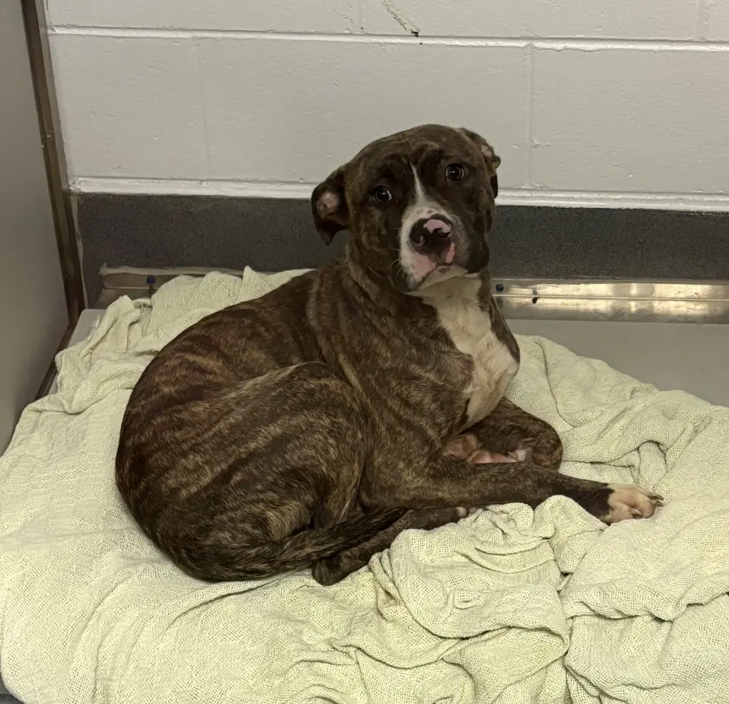 Da  Dr Pepper - Pit Bull Terrier