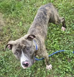 Da  Dr Pepper - Pit Bull Terrier