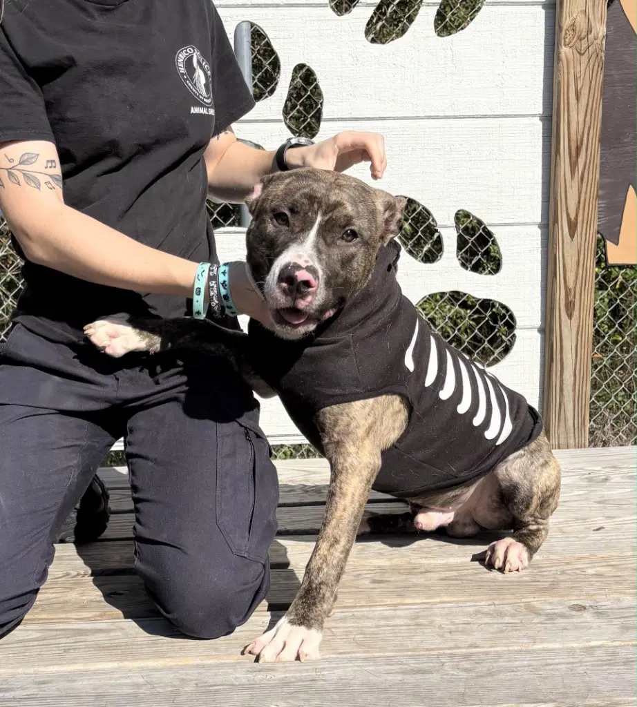 Da  Dr Pepper - Pit Bull Terrier