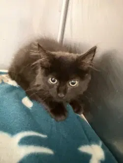 Stu - Domestic Medium Hair
