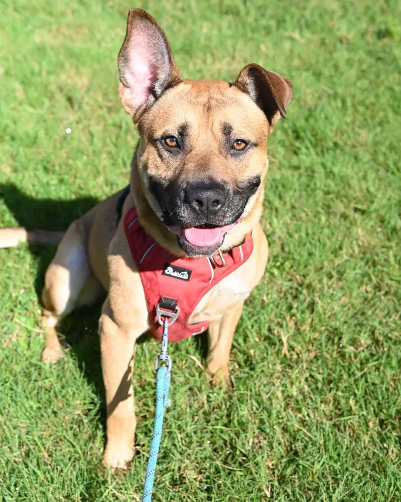 Da  Juno - Pit Bull Terrier