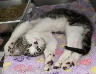Ca  Krispy Kreme - Domestic Short Hair