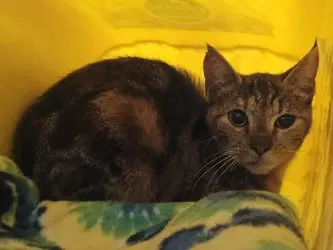 Ca  Patch - Domestic Short Hair