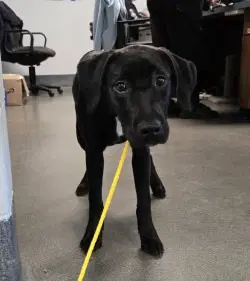 Pr  Scarlett - Labrador Retriever
