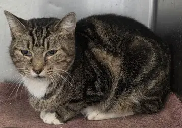 Ca  Iris - Domestic Short Hair
