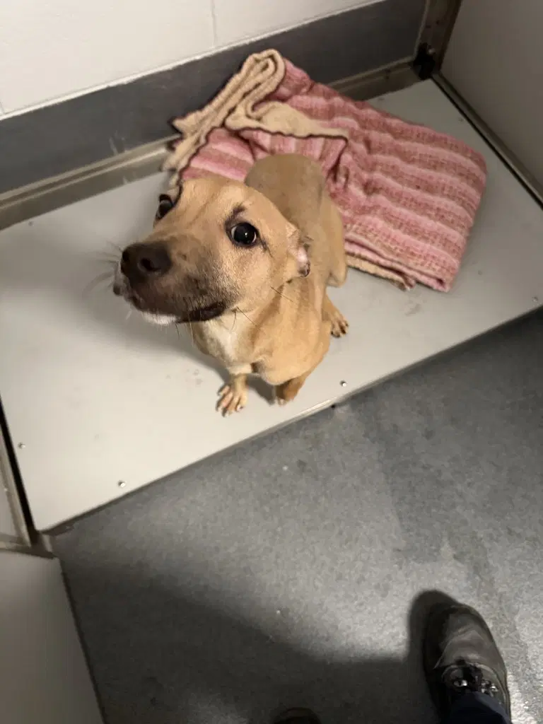 Pr  Elvira - Terrier