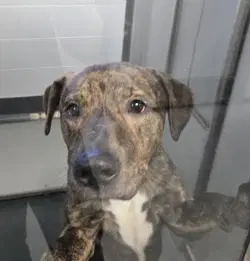 Da  Shaggy - Labrador Retriever