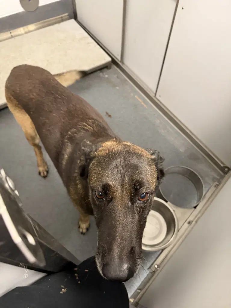 Da  Kahina - Belgian Shepherd Malinois