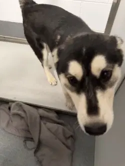 Pr  Amina - Husky