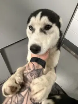Pr  Ajax - Husky