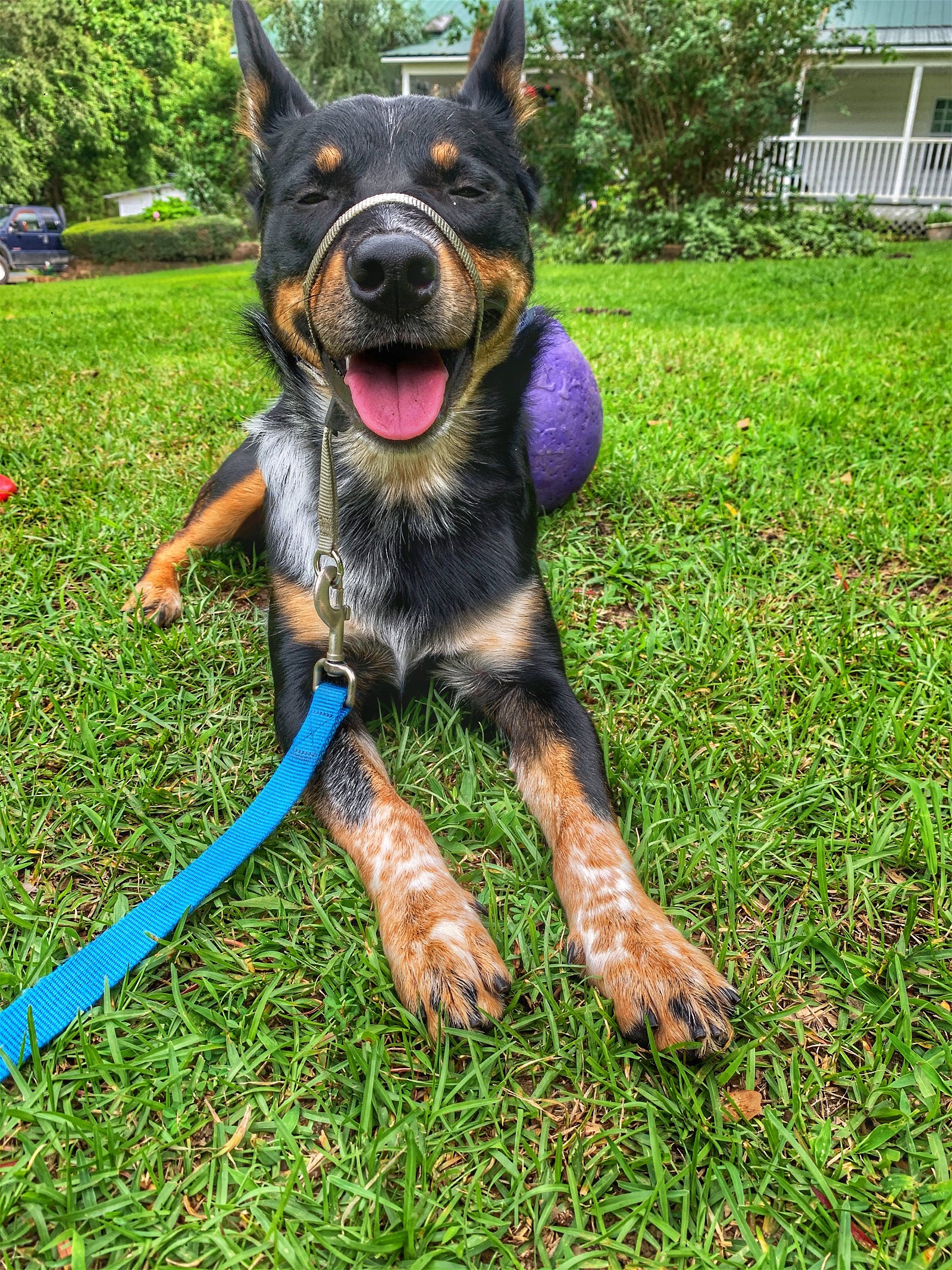 adoptable Dog in Garden City, NY named Remi