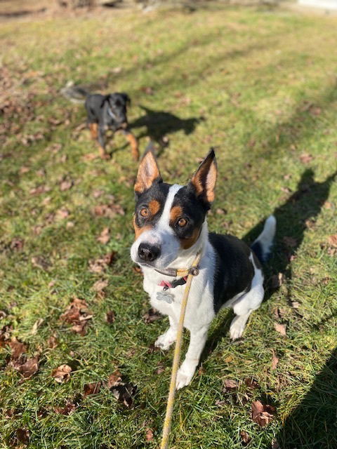 picture of the dog needing adoption
