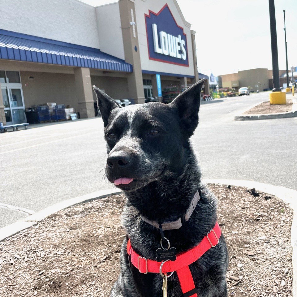 Dog for Adoption Jasper, a Australian Cattle Dog/Blue Heeler in