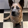 adoptable Dog in  named Jimmie