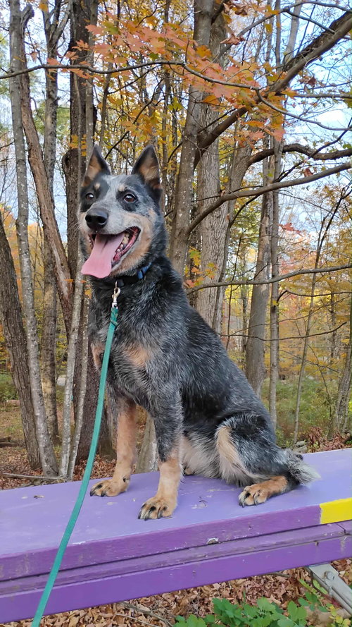 IVY - Australian Cattle Dog/Blue Heeler available for adoption