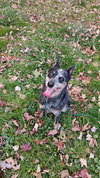 Ivy - Photo 4
