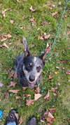 Ivy - Photo 6