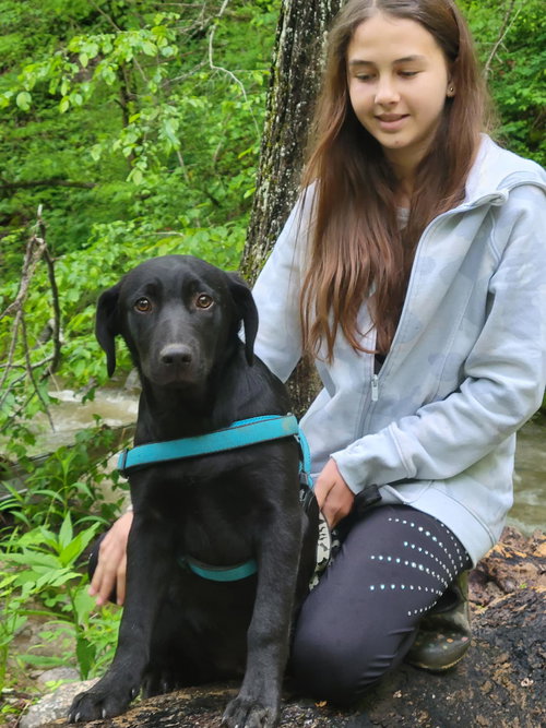 MACK - Australian Cattle Dog/Blue Heeler / Labrador Retriever available for adoption