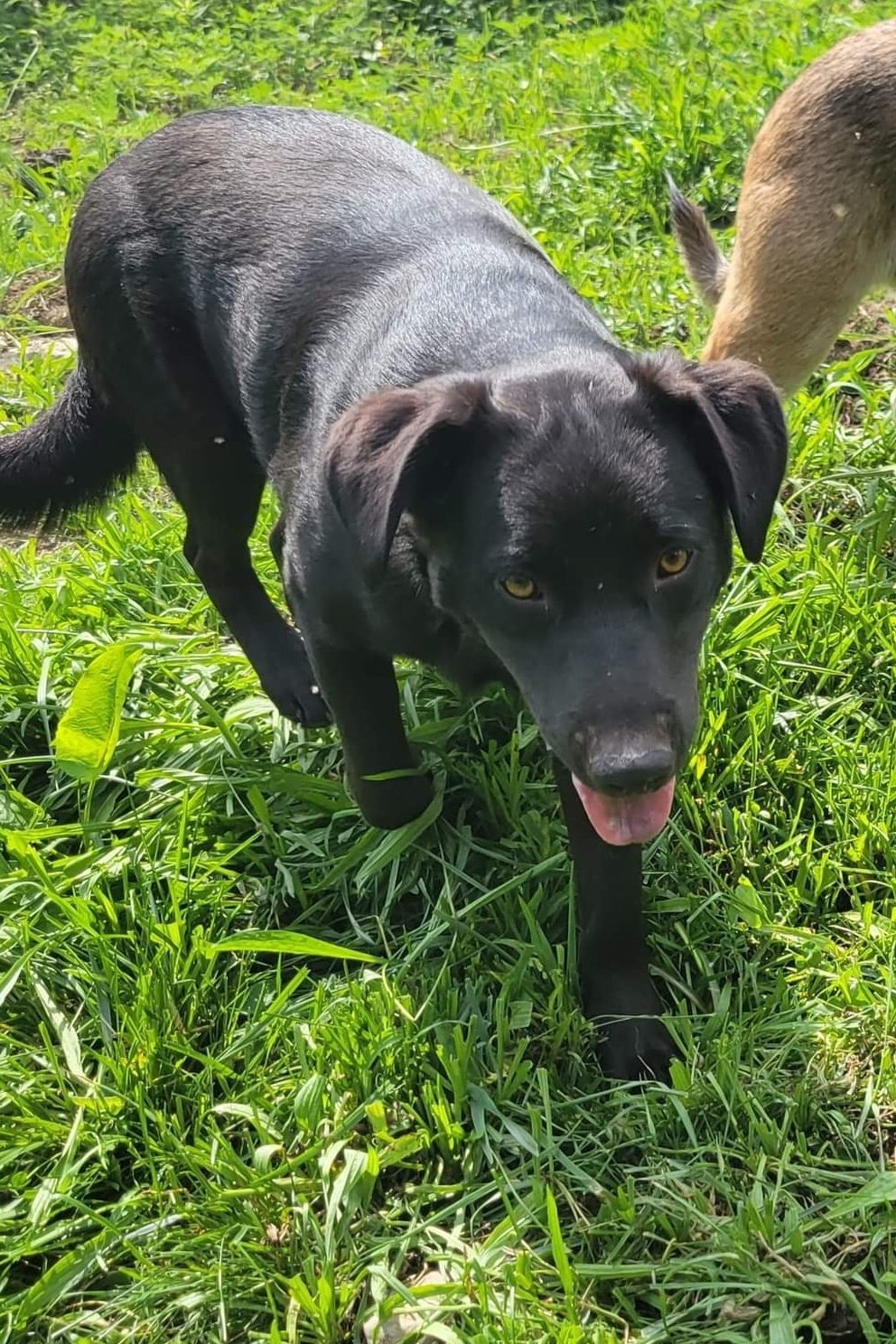 adoptable Dog in Garden City, NY named Mack