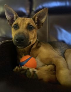 adoptable Dog in Garden City, NY named Kaia