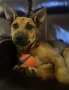 adoptable Dog in garden city, NY named Kaia