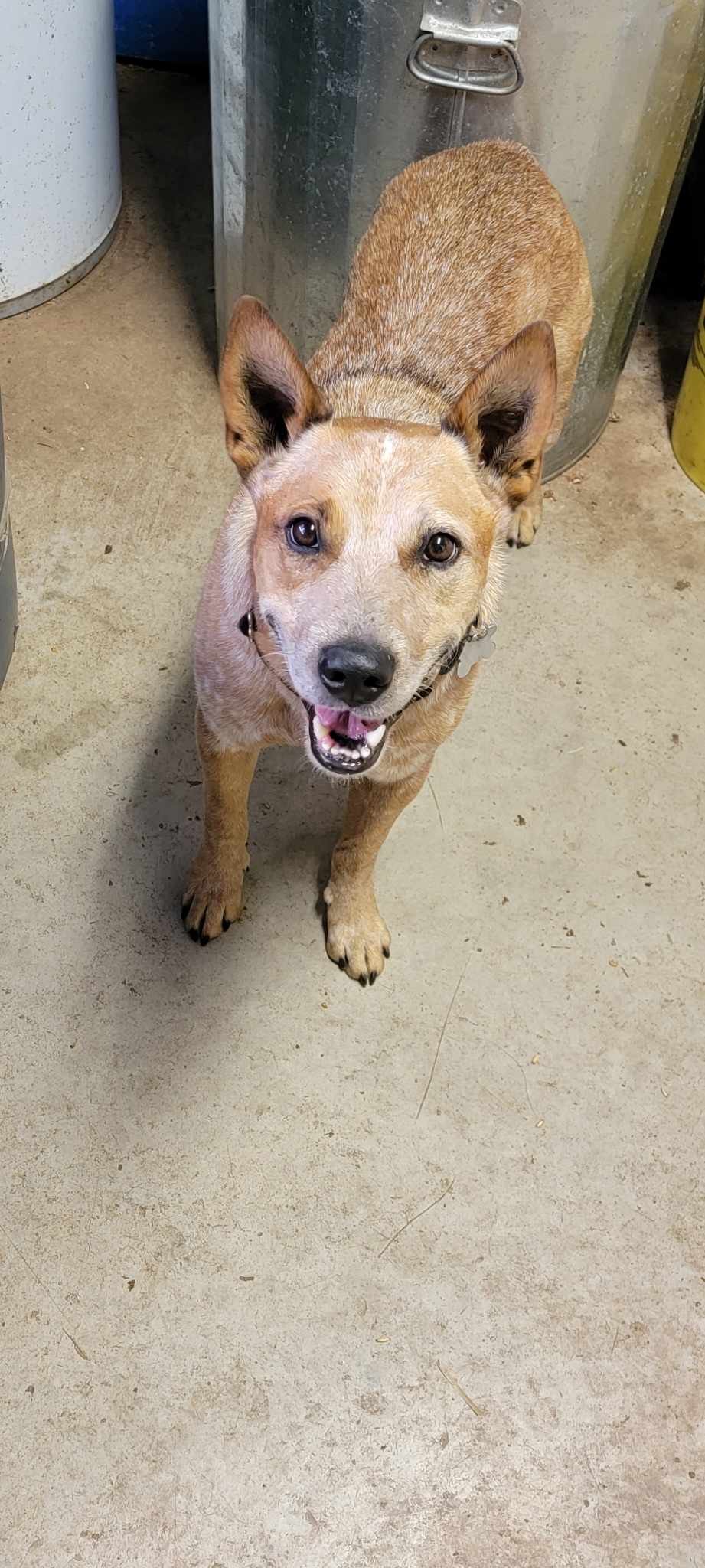 adoptable Dog in Garden City, NY named Red