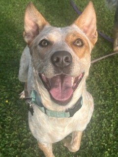 adoptable Dog in Garden City, NY named Sadie