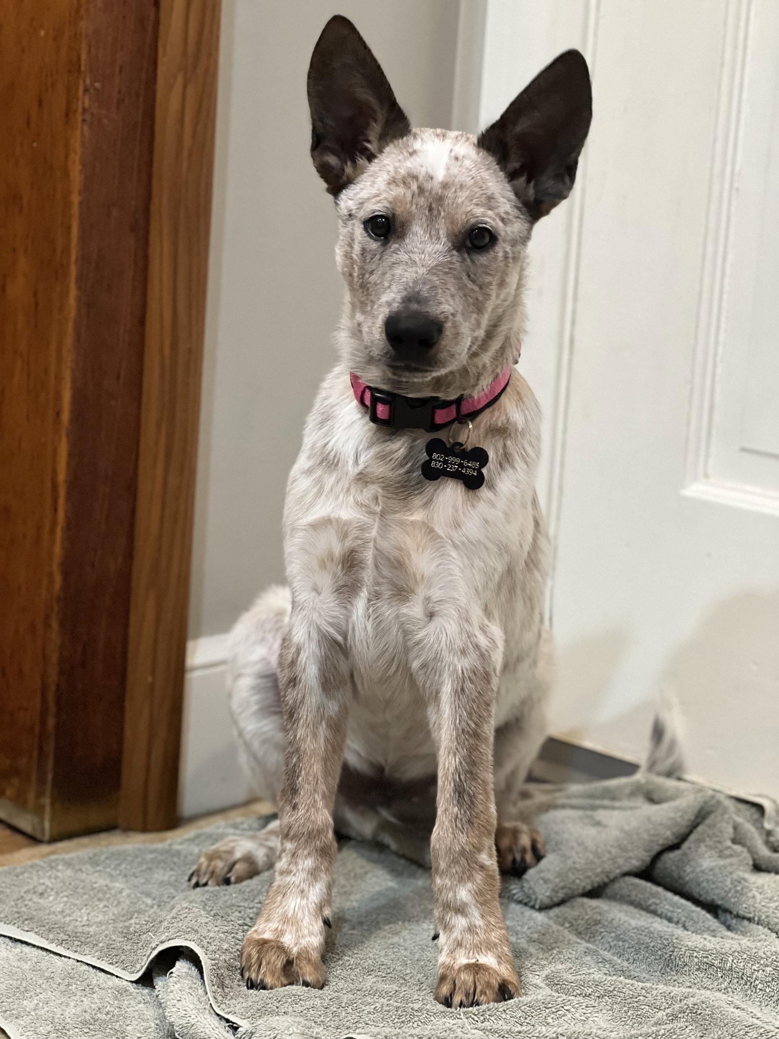 Dog for Adoption Boston Bean, a Australian Cattle Dog/Blue Heeler in