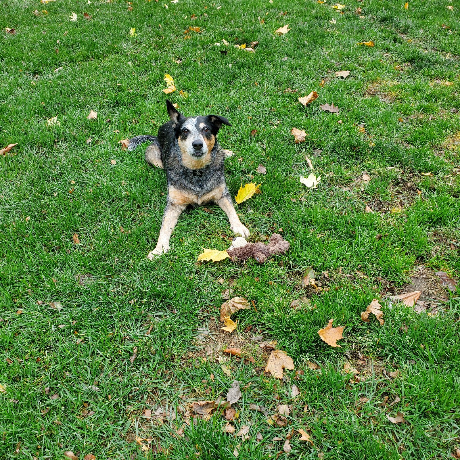adoptable Dog in Garden City, NY named Paloma