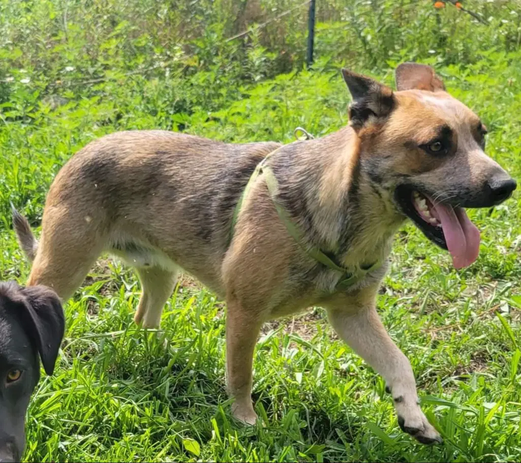 Tubby - Australian Cattle Dog/Blue Heeler