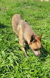 Tubby - Photo 2