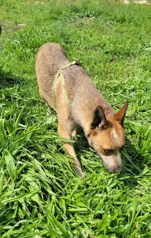 TUBBY - Australian Cattle Dog/Blue Heeler available for adoption