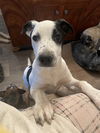 adoptable Dog in  named Jenky