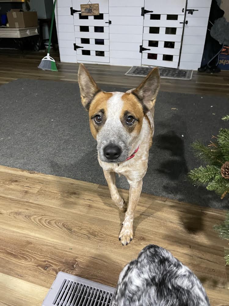 Dog For Adoption - Kansas, A Australian Cattle Dog Blue Heeler In 