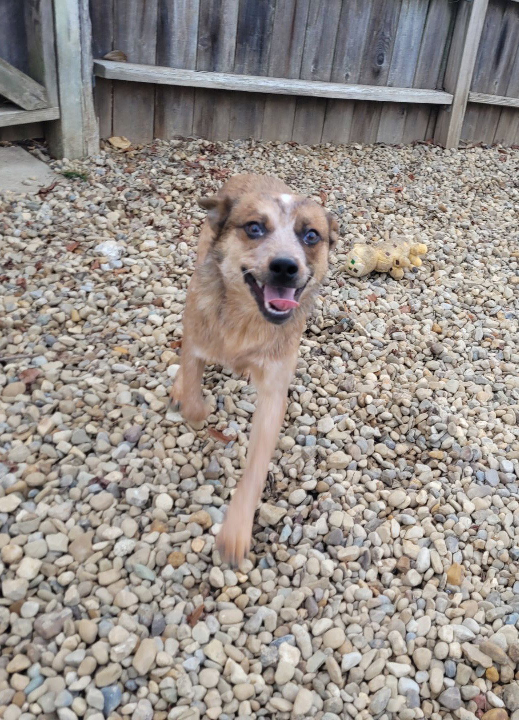 Dog for Adoption Spice, a Australian Cattle Dog/Blue Heeler in Westchester County, NY Alpha Paw