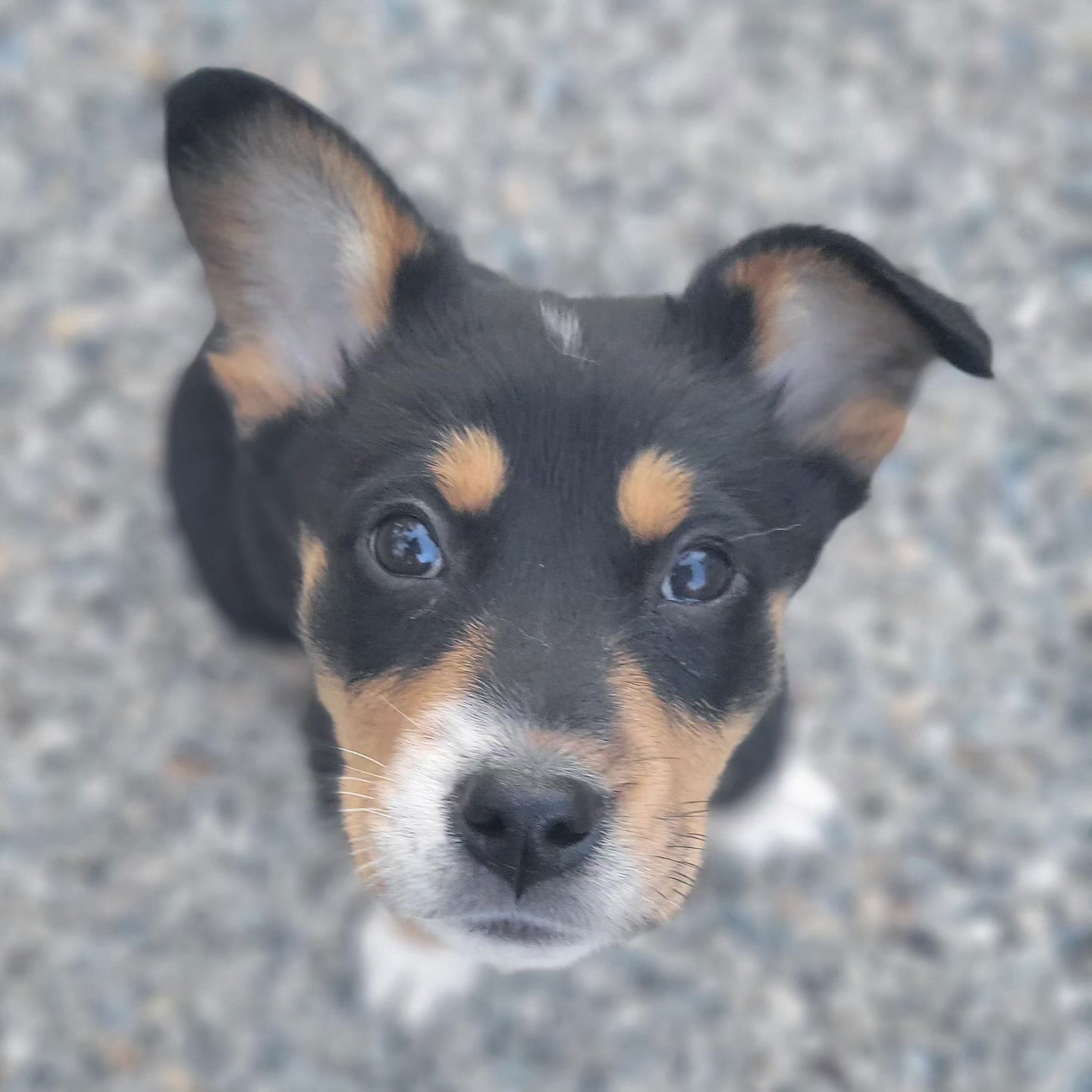 Dog for Adoption - Atreyu, a Australian Cattle Dog/Blue Heeler in ...