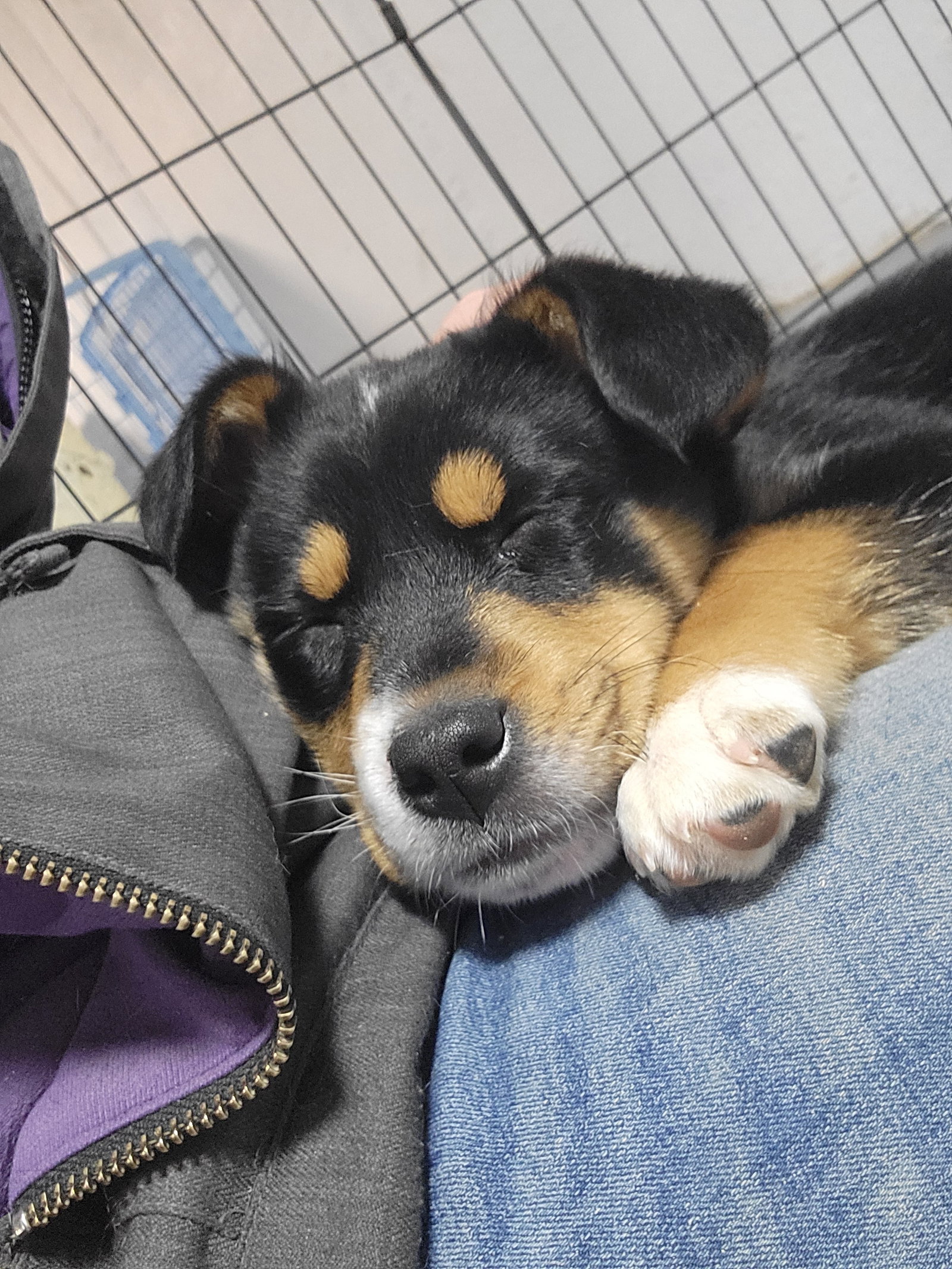 Dog for Adoption Atreyu, a Australian Cattle Dog/Blue Heeler in