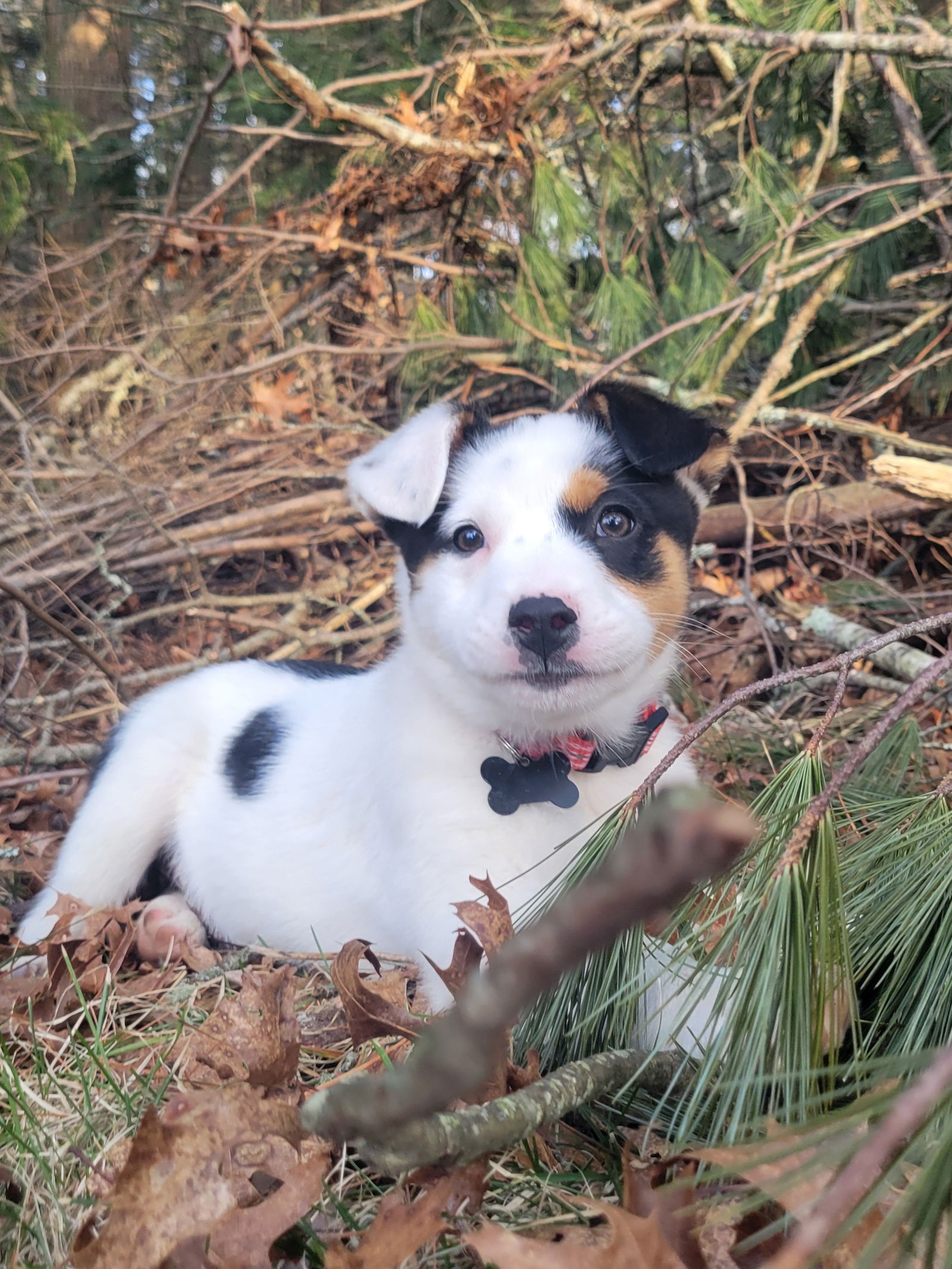 Dog for Adoption - Falkor, a Australian Cattle Dog/Blue Heeler in ...