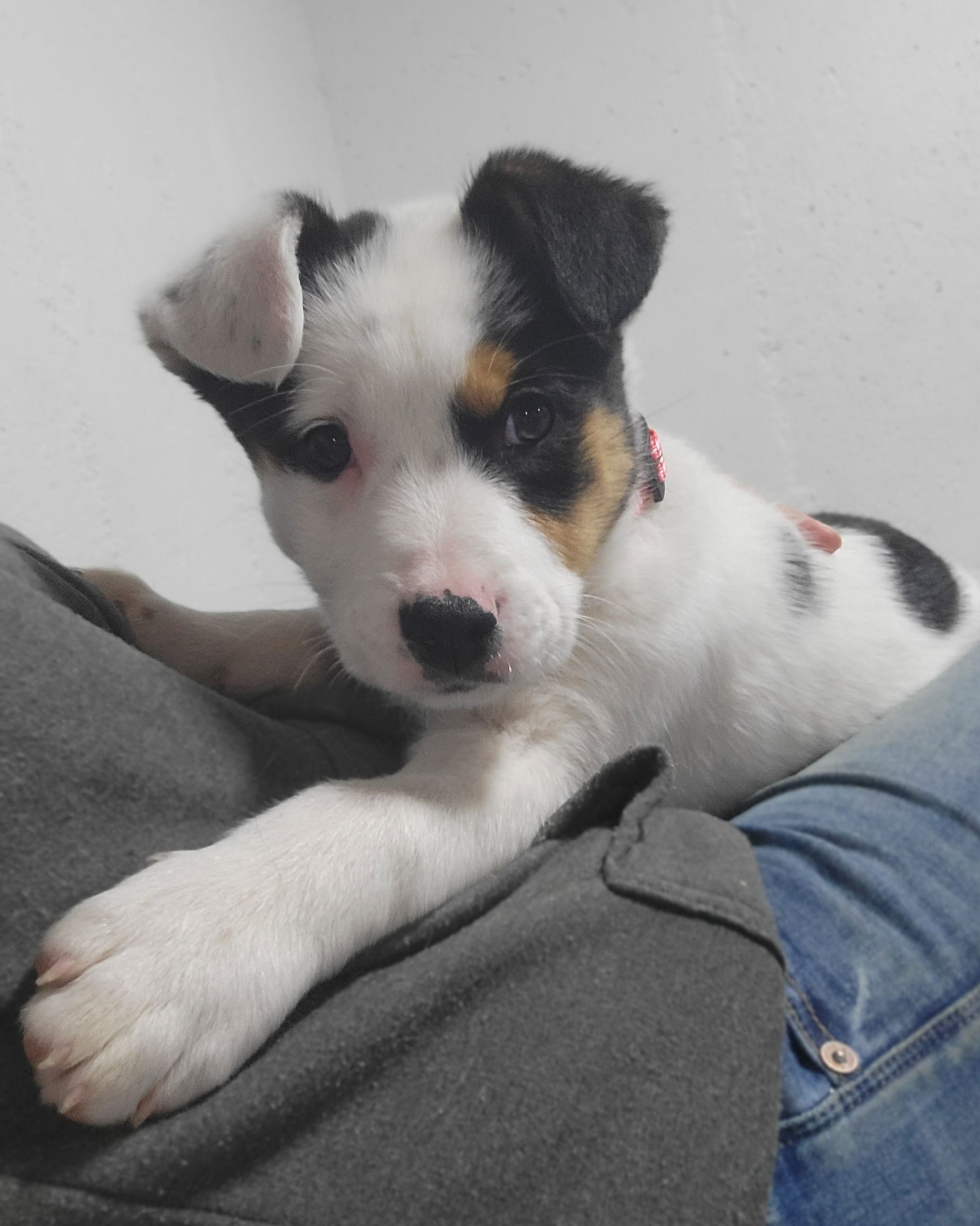 Dog for Adoption - Falkor, a Australian Cattle Dog/Blue Heeler in ...