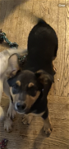 adoptable Dog in garden city, ny, NY named Prince
