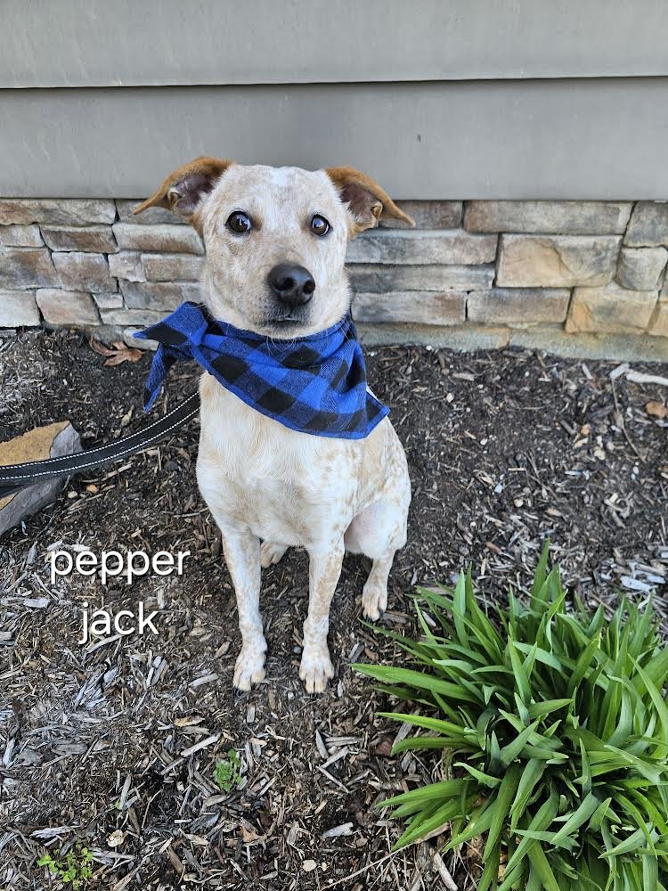 adoptable Dog in Garden City, NY named Pepper Jack