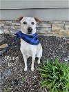 adoptable Dog in garden city, ny, NY named Pepper Jack