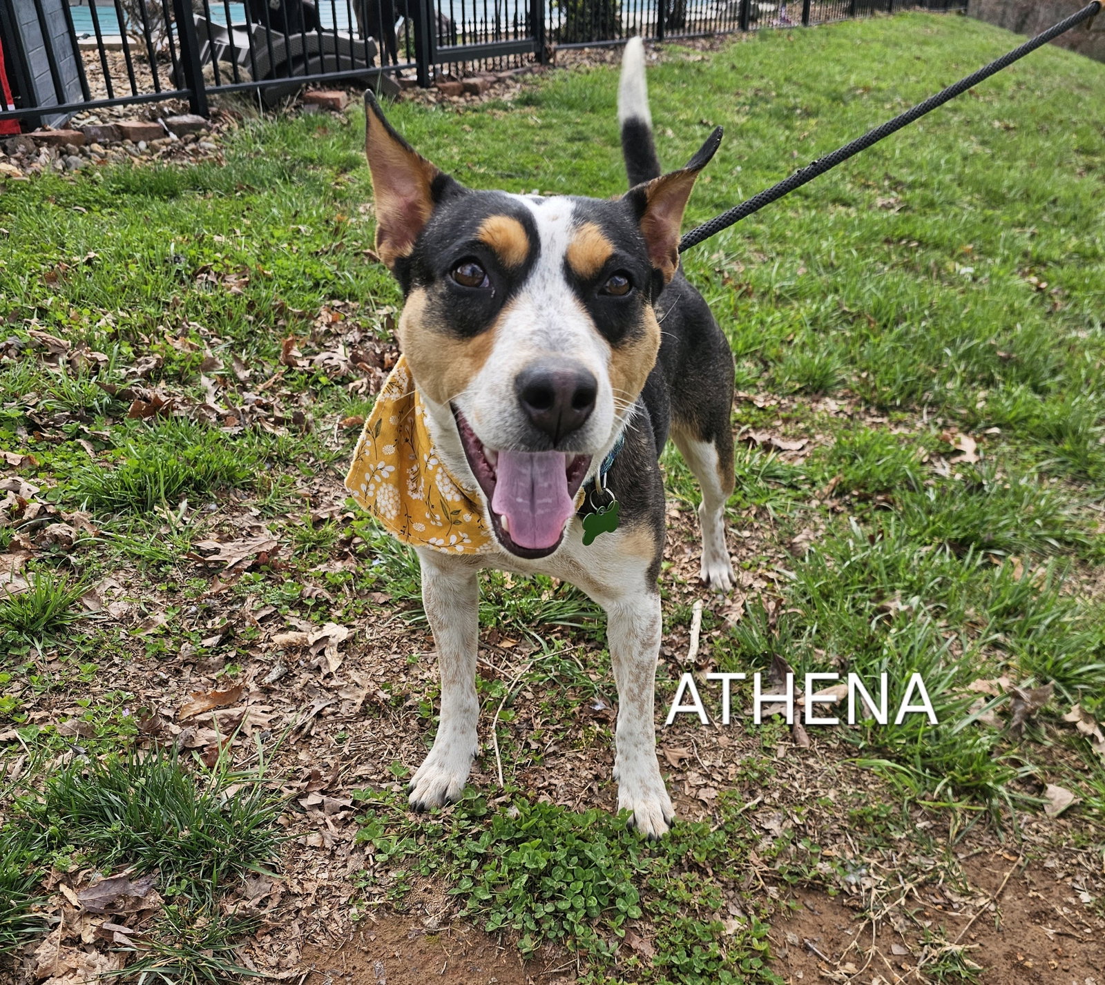 Dog for Adoption Althena, a Australian Cattle Dog/Blue Heeler in Helmetta, NJ Alpha Paw