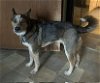 adoptable Dog in garden city, ny, NY named Moe
