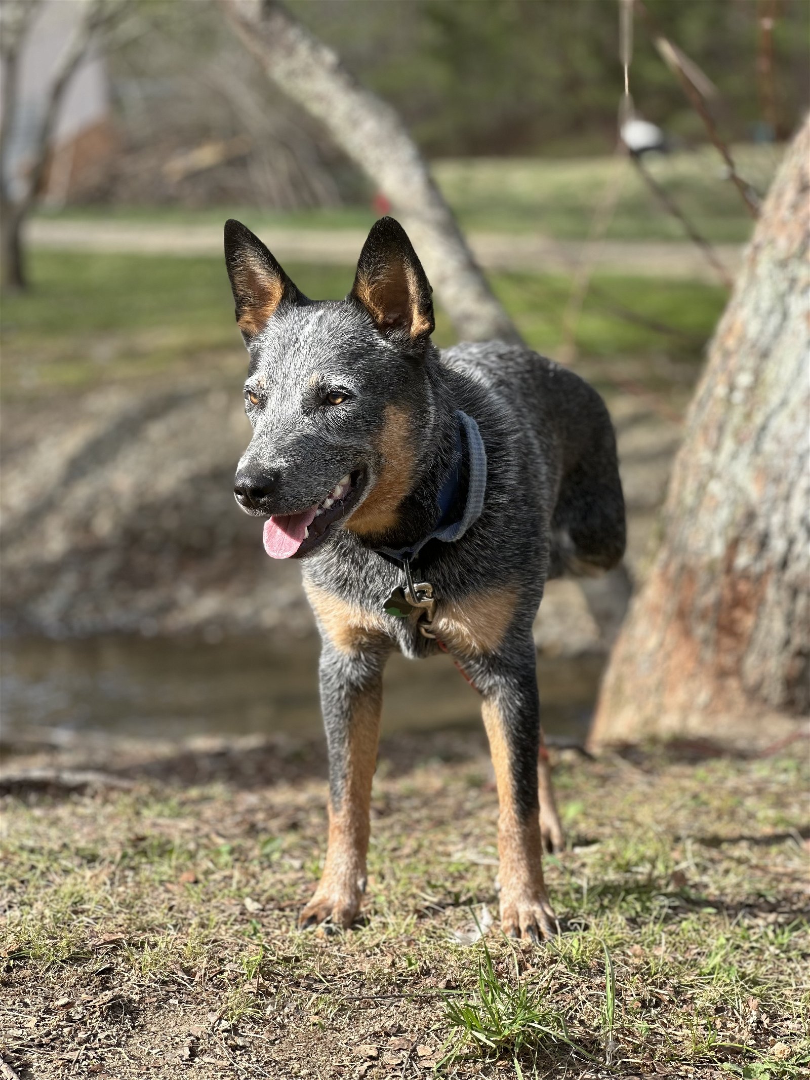 adoptable Dog in Garden City, NY named Trooper