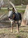 adoptable Dog in garden city, ny, NY named Trooper