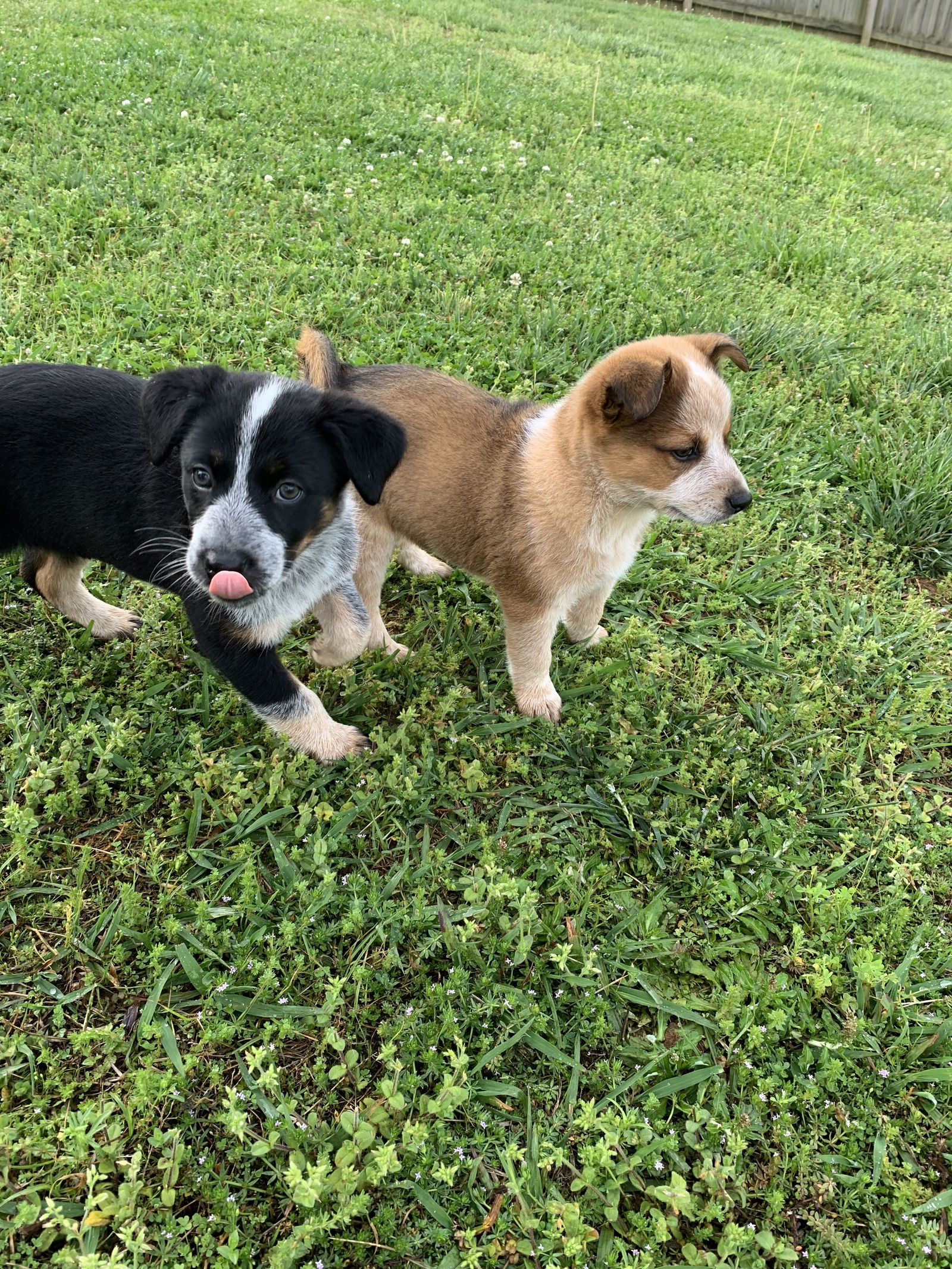 Dog for Adoption - Dadh, a Australian Cattle Dog/Blue Heeler in Queens ...