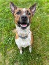 adoptable Dog in garden city, ny, NY named Lenny